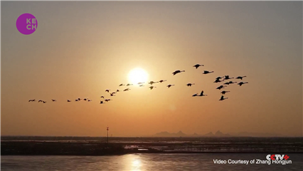 Nigeria bird singing competition - CGTN