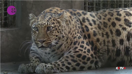 60% of snow leopard habitats are in China: report - CGTN